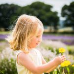 Young girl picking yellow flowers in a  lavender field