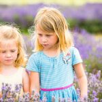 Two sisters concentrating on flowers in a lavender field